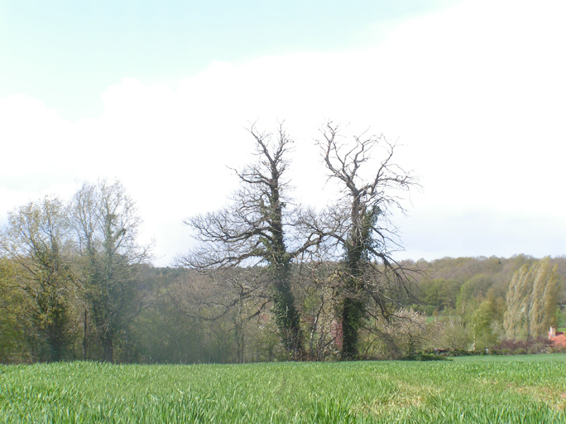 Fonds d'cran Nature Arbres - Forts 