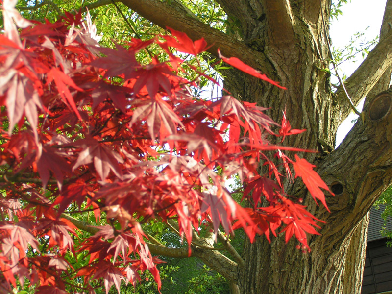 Fonds d'cran Nature Arbres - Forts 