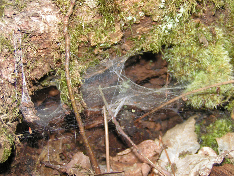 Fonds d'cran Nature Arbres - Forts 