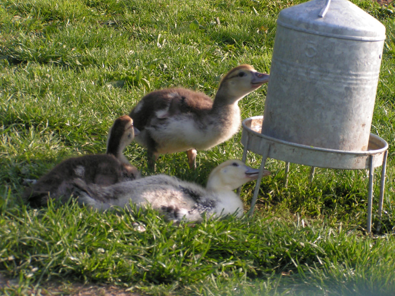 Wallpapers Animals Birds - Ducks 