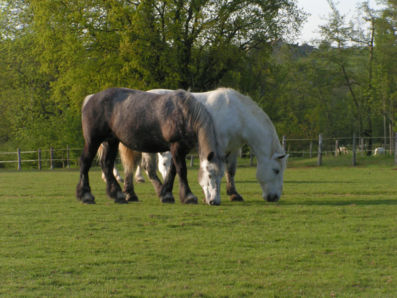 Fonds d'cran Animaux Chevaux 