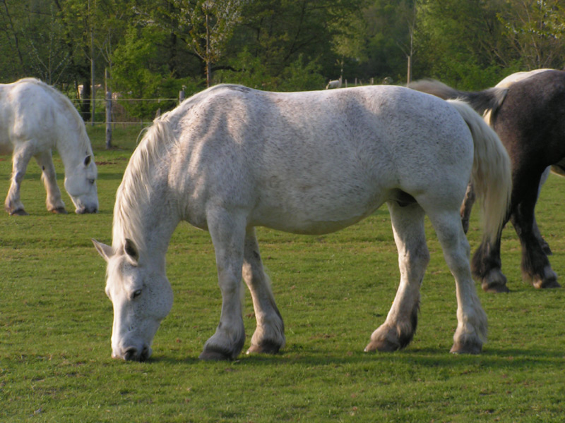 Wallpapers Animals Horses 