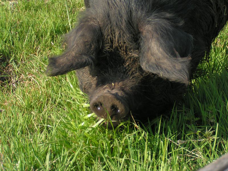 Fonds d'cran Animaux Cochons 