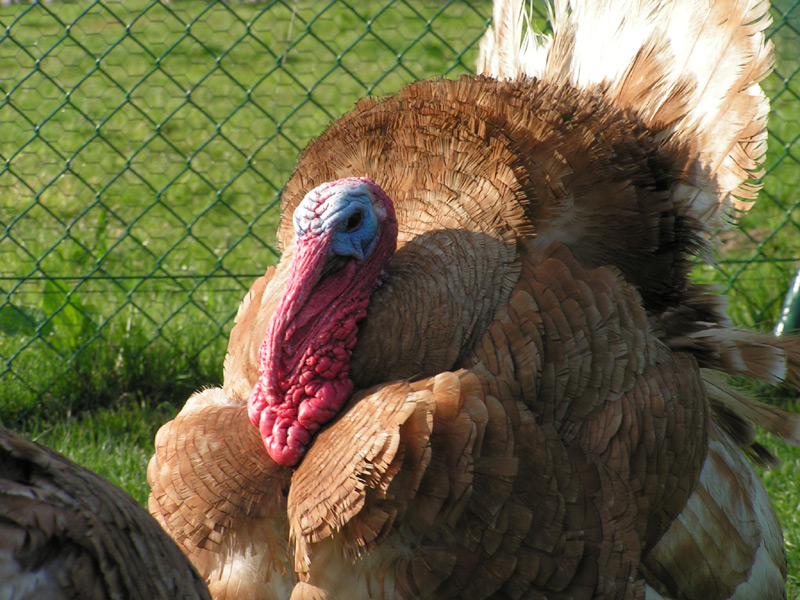 Wallpapers Animals Birds - Turkeys 