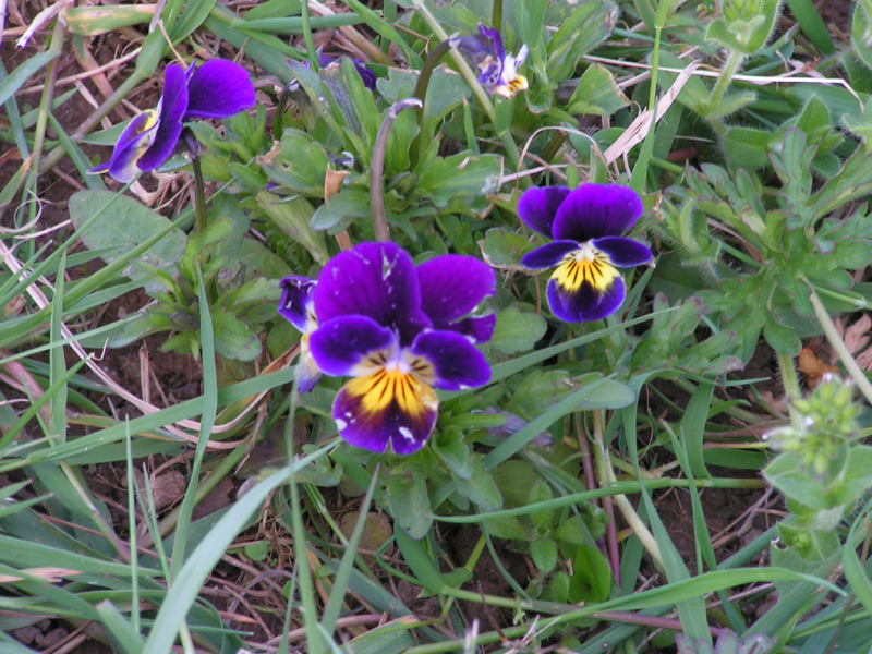 Fonds d'cran Nature Fleurs 