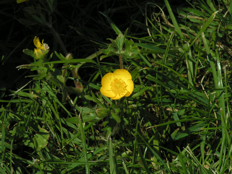 Fonds d'cran Nature Fleurs 