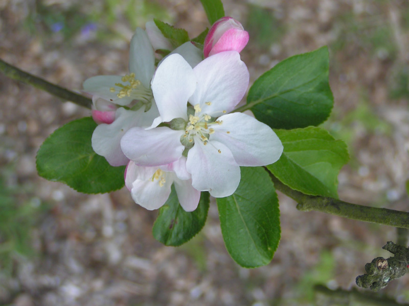 Fonds d'cran Nature Fleurs 