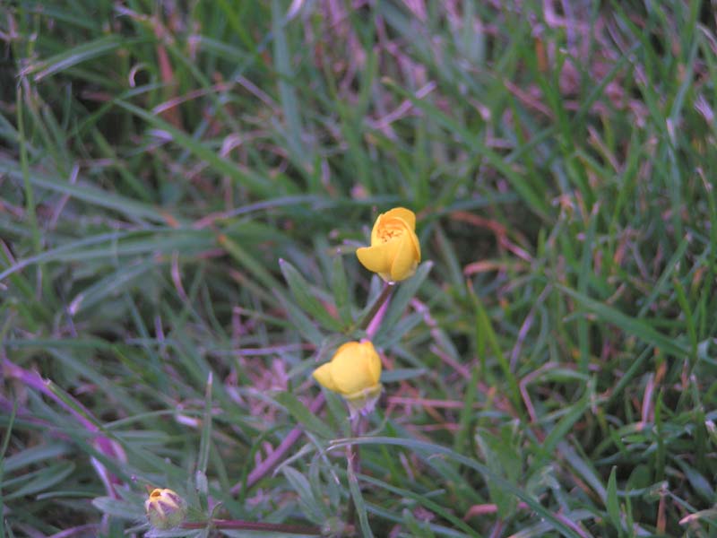 Fonds d'cran Nature Fleurs 