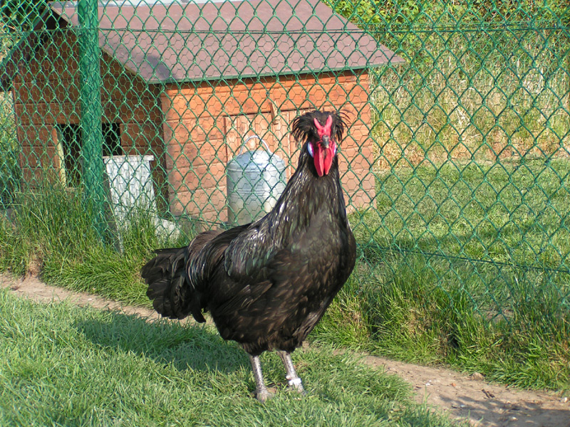 Fonds d'cran Animaux Oiseaux - Coqs et Poules 