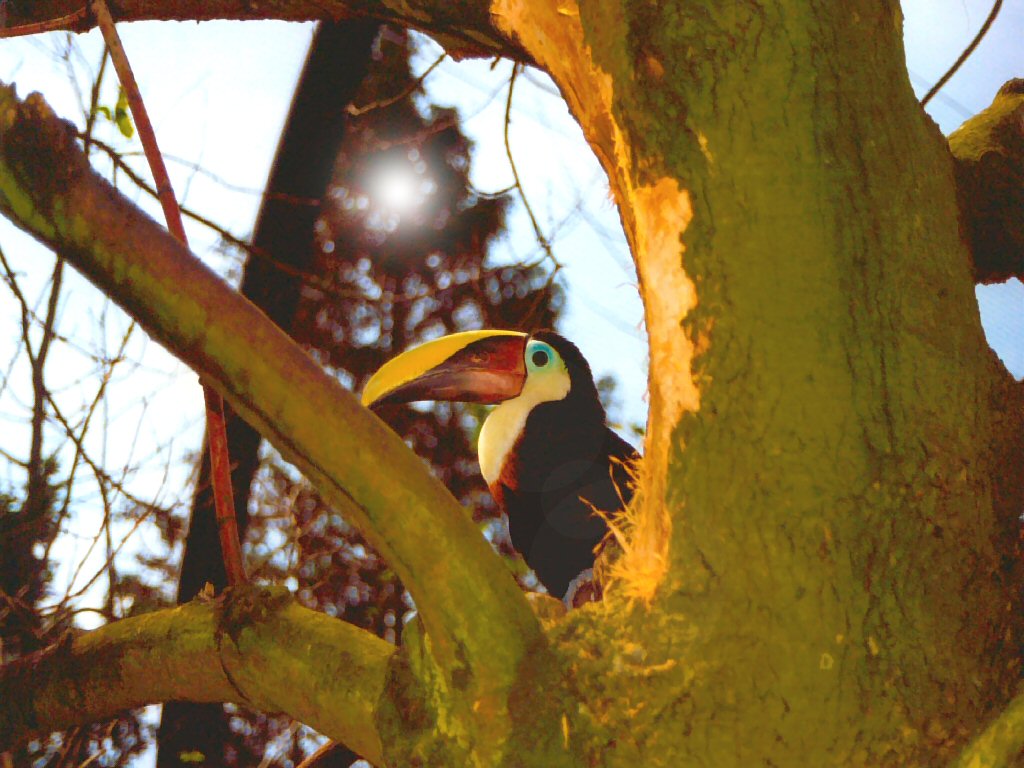 Wallpapers Animals Birds - Toucans 