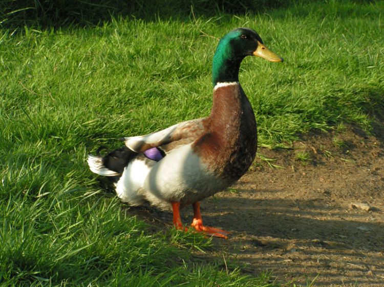 Fonds d'cran Animaux Oiseaux - Canards Wallpaper N9696