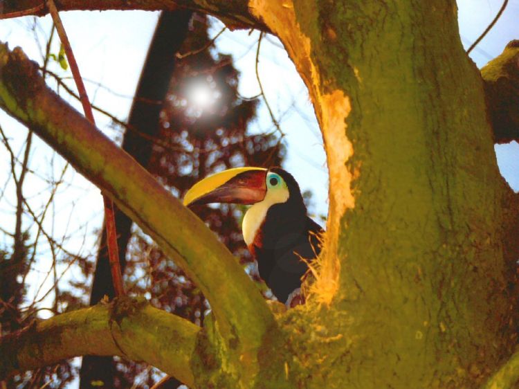 Fonds d'cran Animaux Oiseaux - Toucans Wallpaper N9491