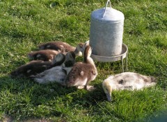 Fonds d'cran Animaux Image sans titre N9695