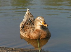 Fonds d'cran Animaux Image sans titre N9691