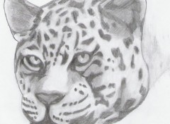 Wallpapers Art - Pencil Felis Onca