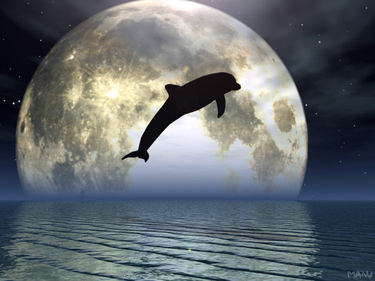 Wallpapers Digital Art 3D - Vue Dolphin and the moonlight...