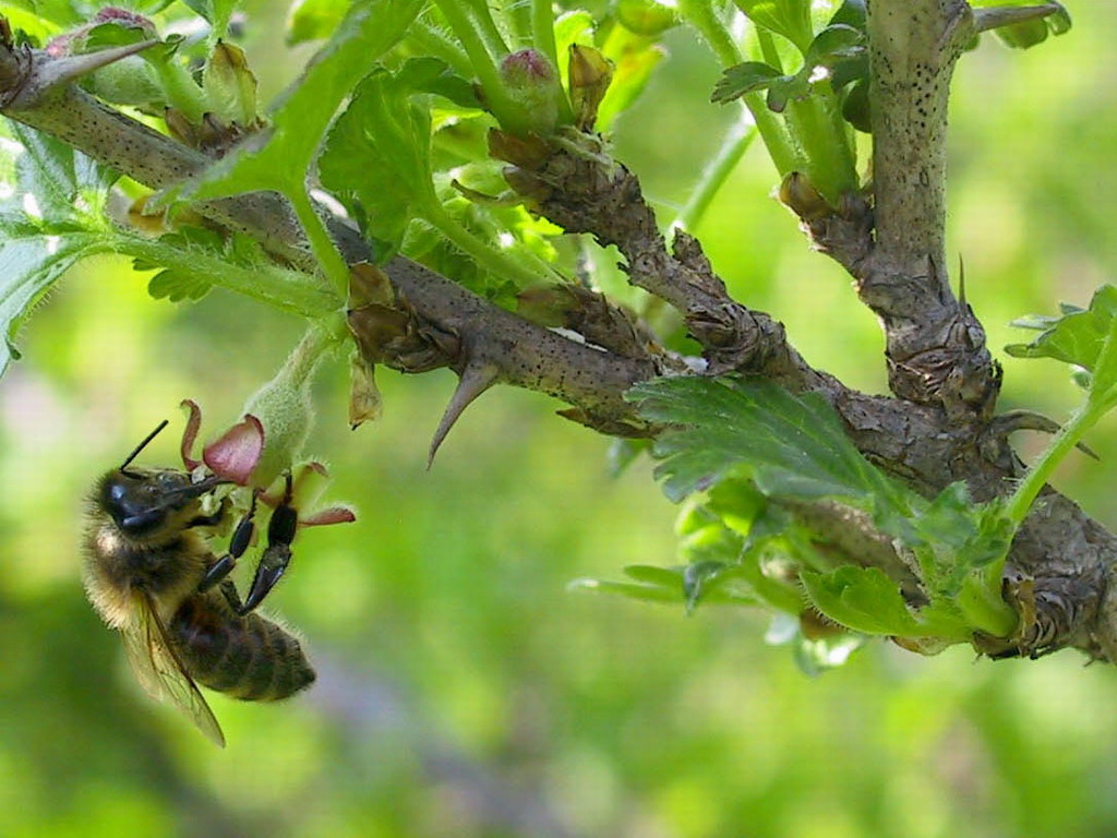 Fonds d'cran Animaux Insectes - Abeilles Gupes ... Abeille au travail