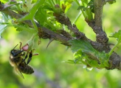 Fonds d'cran Animaux Abeille au travail