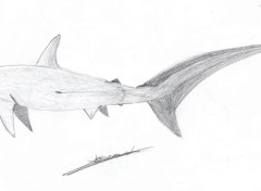 Fonds d'cran Art - Crayon Requin