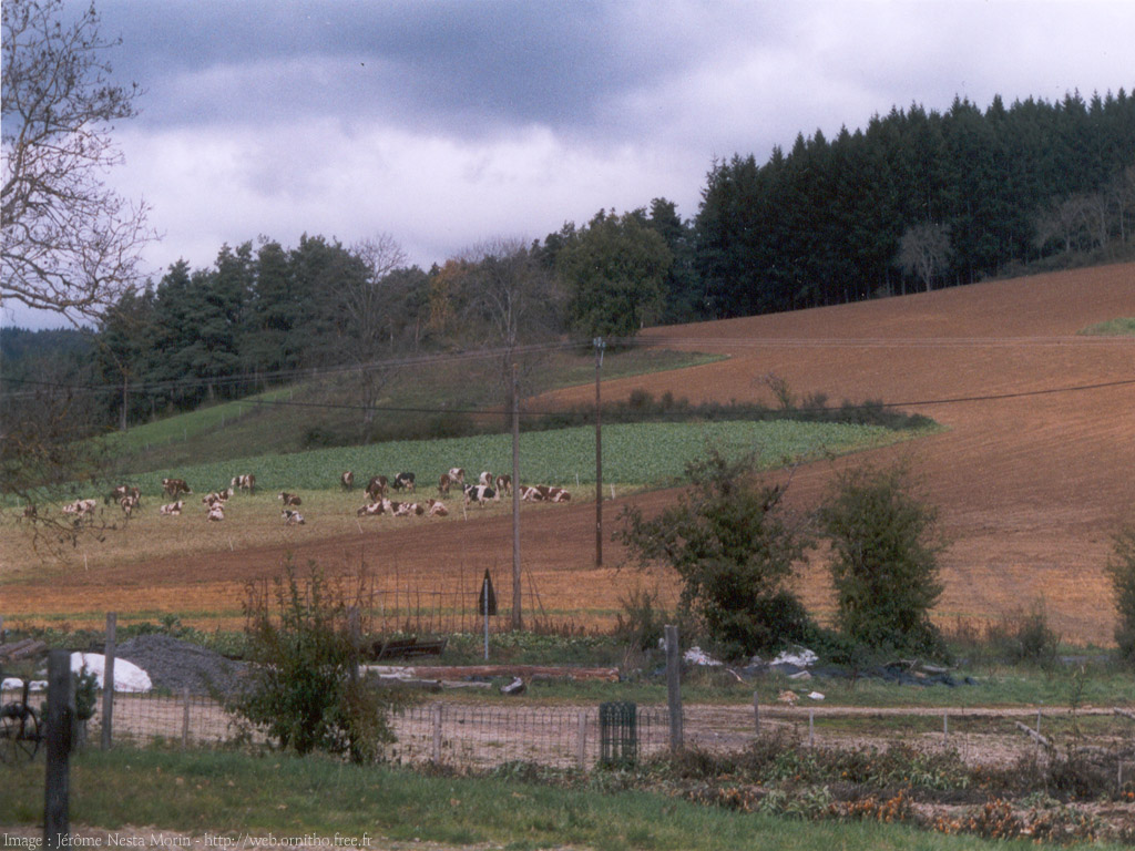 Fonds d'cran Nature Paysages Auvergne