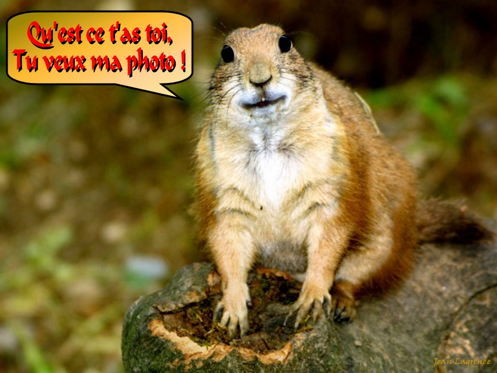 Wallpapers Humor Animals Prairie Dog