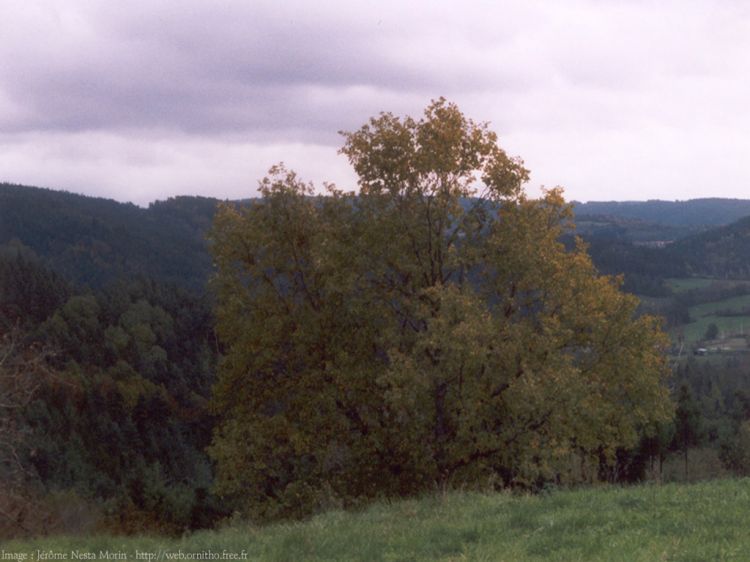 Fonds d'cran Nature Paysages Livradois-Forez