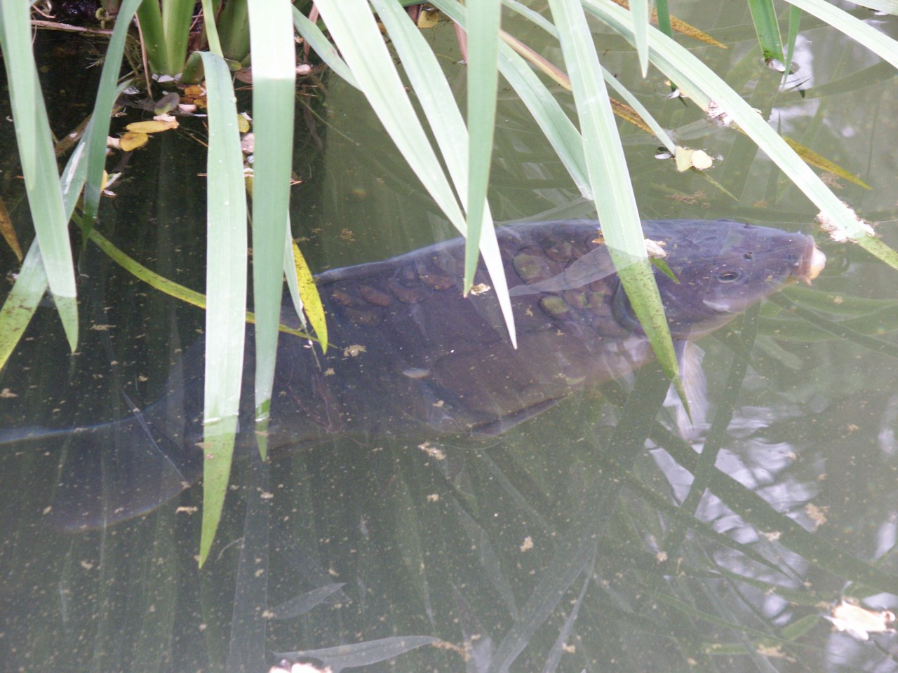 Wallpapers Animals Fishes - In the river Poisson d'eau douce