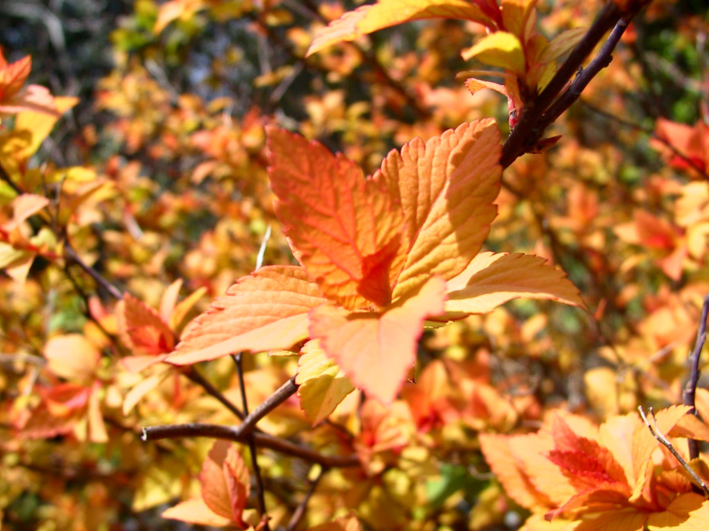 Wallpapers Nature Flowers Nouvelles pousses