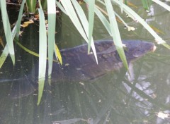 Fonds d'cran Animaux Poisson d'eau douce