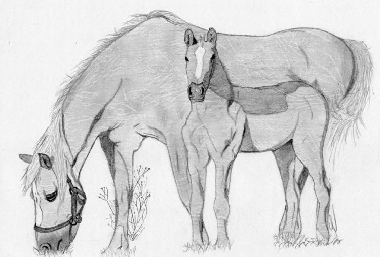 Wallpapers Art - Pencil Animals - Horses Un de mes premiers dessins