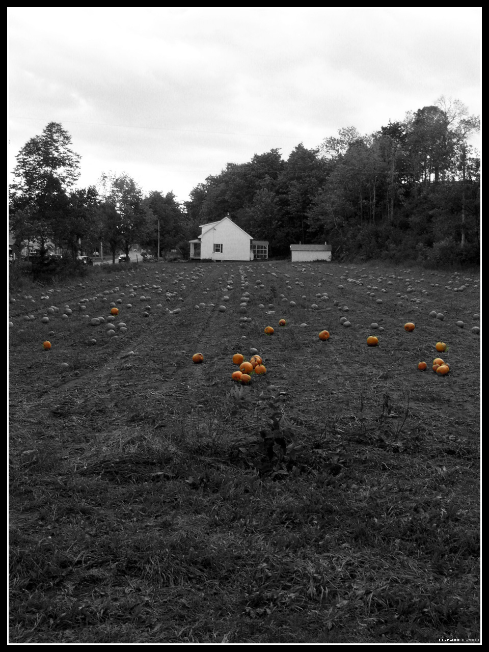 Fonds d'cran Nature Paysages Pumpkins Field