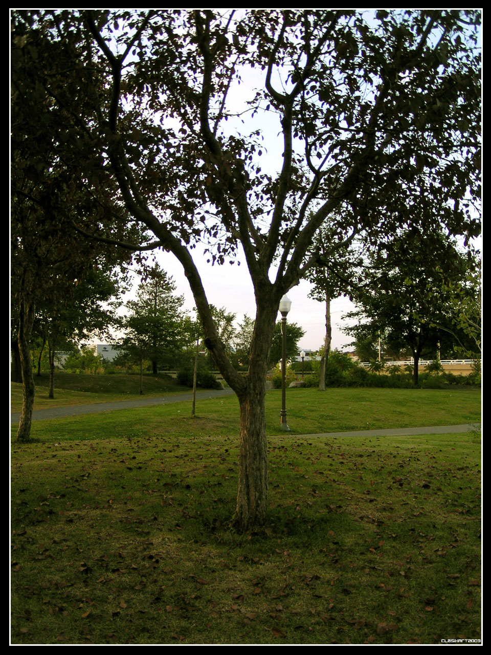 Fonds d'cran Nature Arbres - Forts 20 ans plus Tard