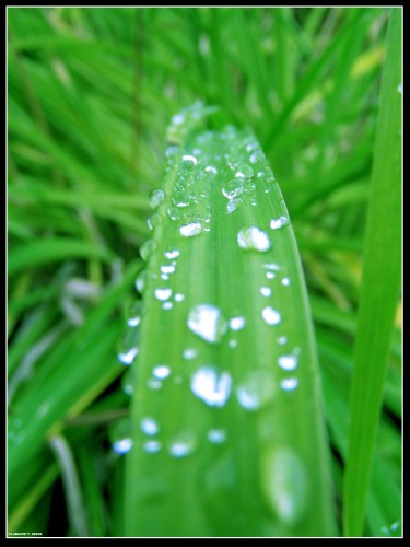 Fonds d'cran Nature Feuilles - Feuillages Small Water Pearl