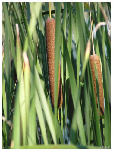 Fonds d'cran Nature Fleurs Quenouille