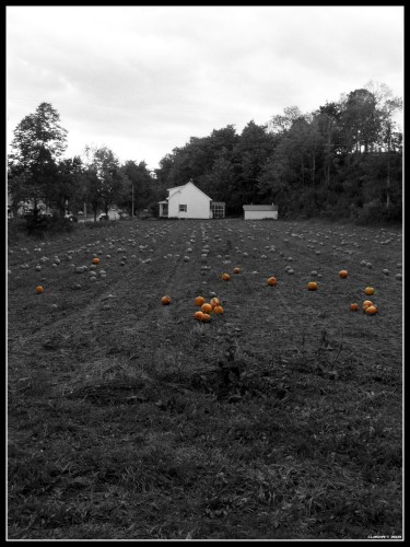 Fonds d'cran Nature Paysages Pumpkins Field