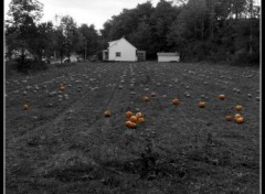 Fonds d'cran Nature Pumpkins Field