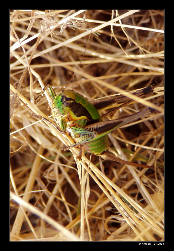 Wallpapers Animals Insects - Locusts Gemini