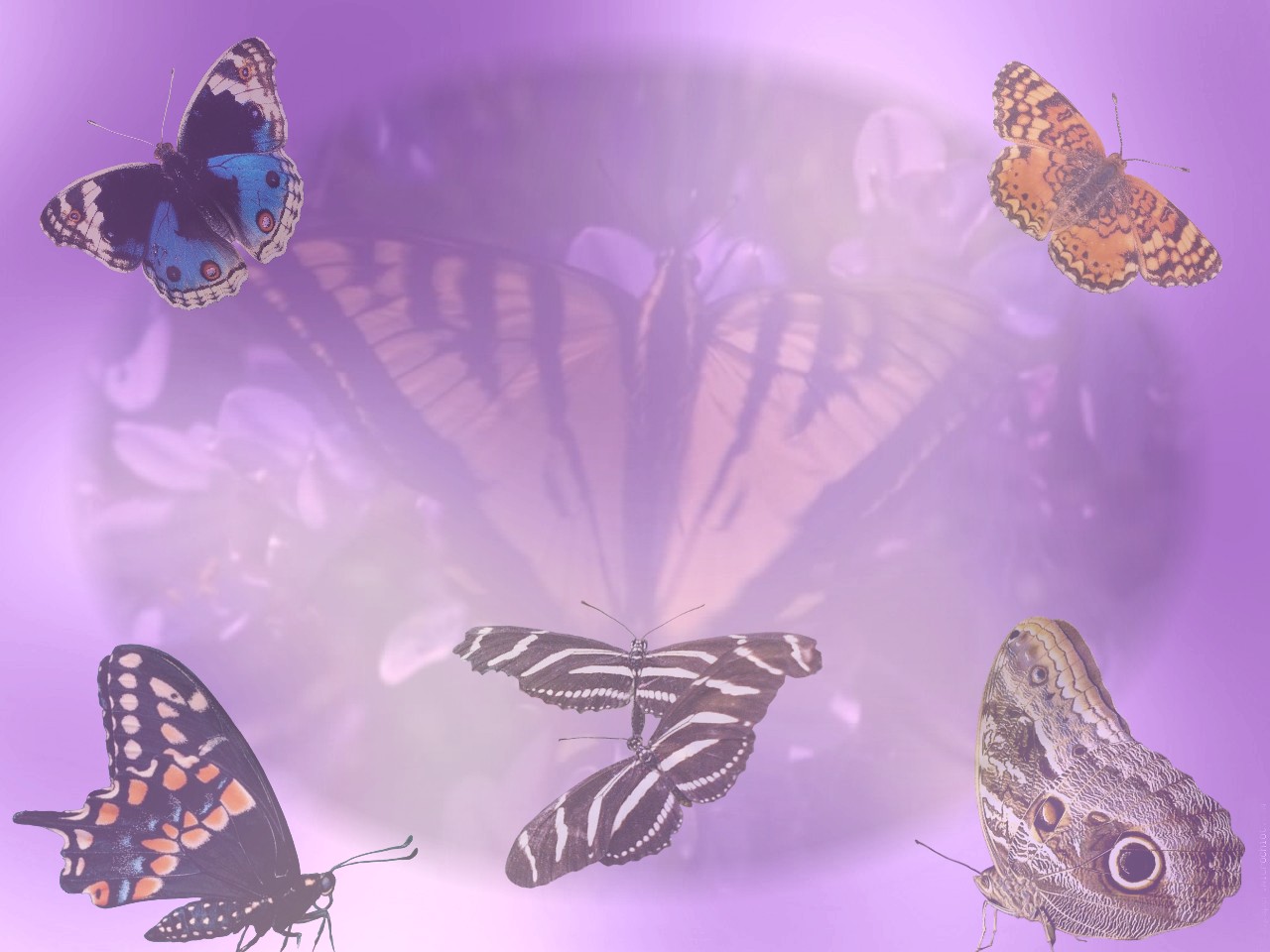 Wallpapers Animals Insects - Butterflies Papillons