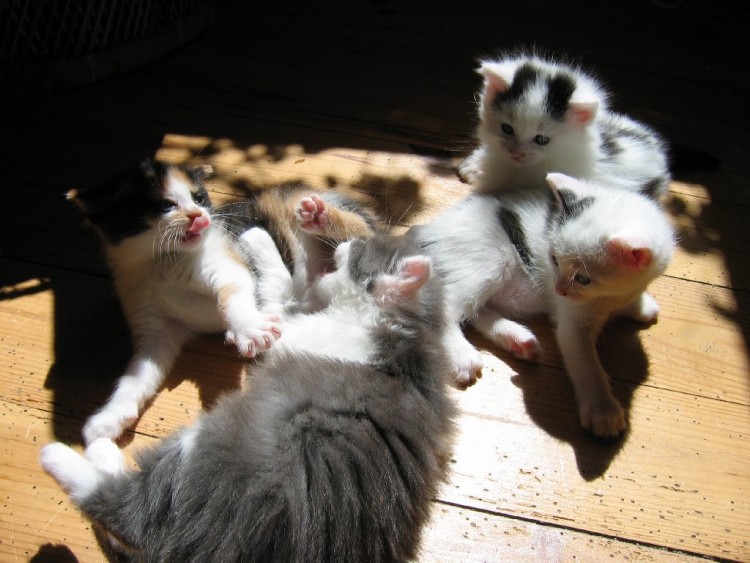 Fonds d'cran Animaux Chats - Chatons les 4 ensembles huhuhu :]