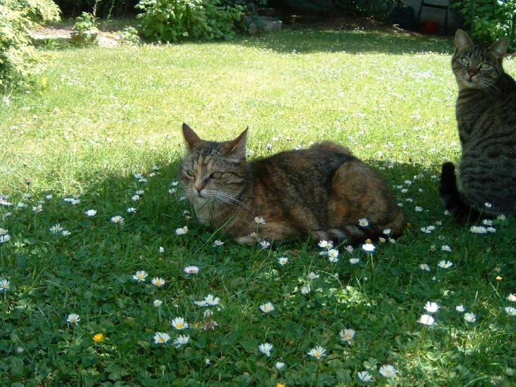 Fonds d'cran Animaux Chats - Chatons Chats