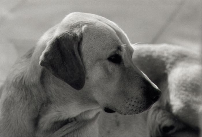 Fonds d'cran Animaux Chiens Opium