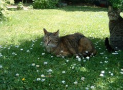 Fonds d'cran Animaux Chats