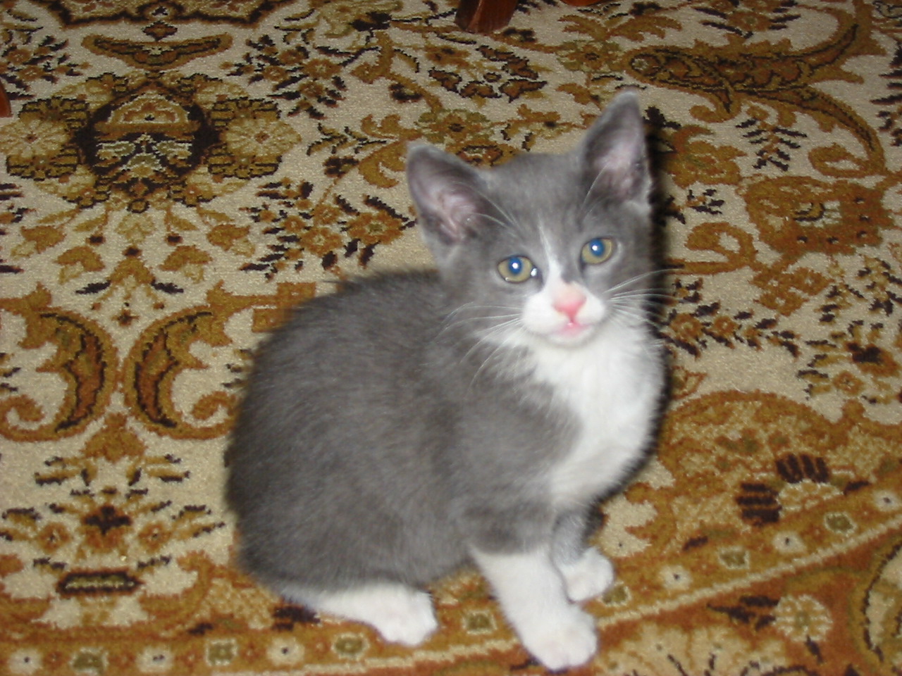 Fonds d'cran Animaux Chats - Chatons petite mouflette