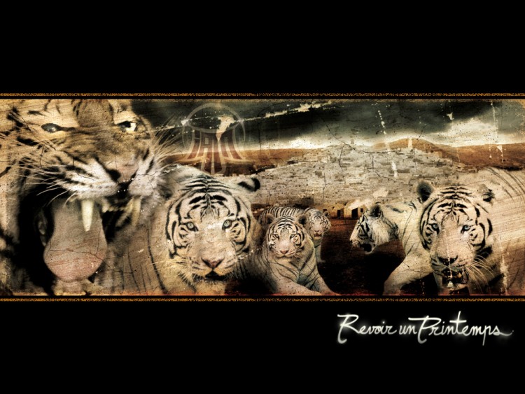 Wallpapers Animals Felines - Tigers Revoir Un Printemps