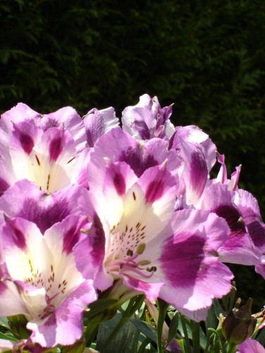 Fonds d'cran Nature Fleurs Alstromeria