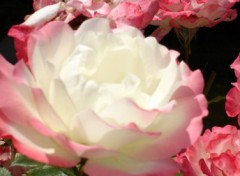 Wallpapers Nature roses anciennes