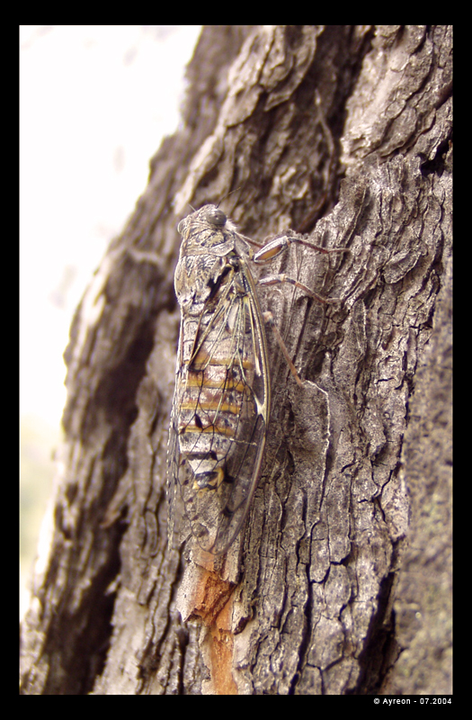 Wallpapers Animals Insects - Cicadas Cigale