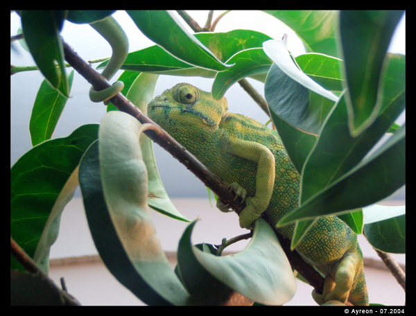 Wallpapers Animals Chameleons Camlon