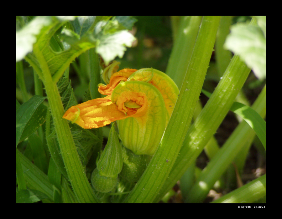 Fonds d'cran Nature Fleurs Fleur de courgette