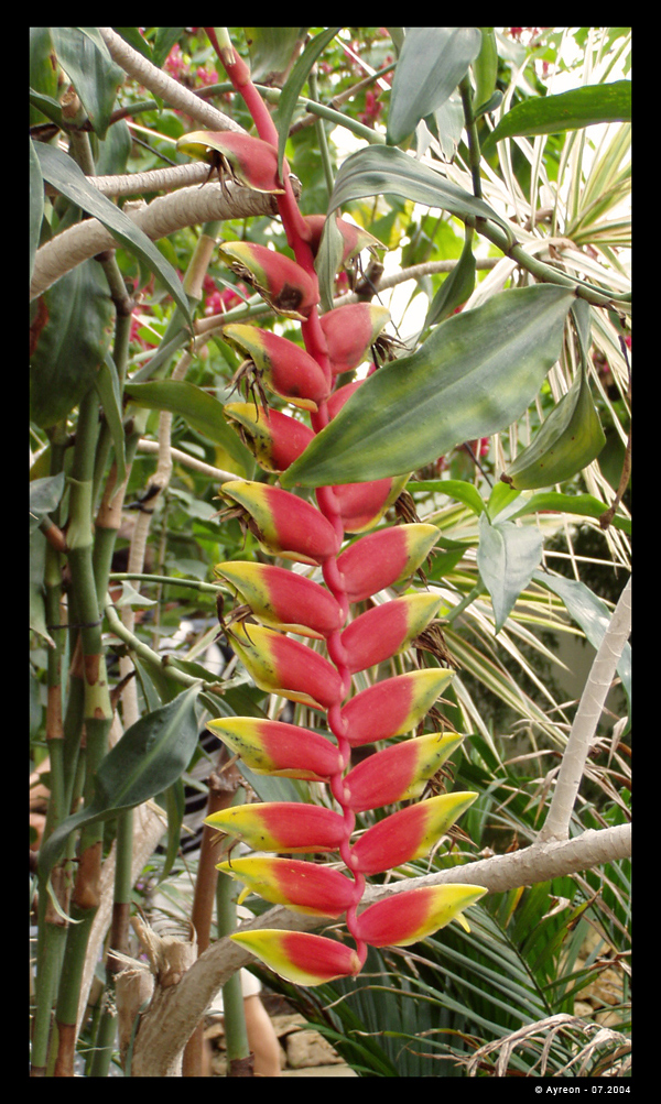 Fonds d'cran Nature Fleurs Grappe